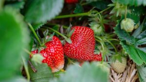 strawberries 7323943 1280 e1740199537687 2