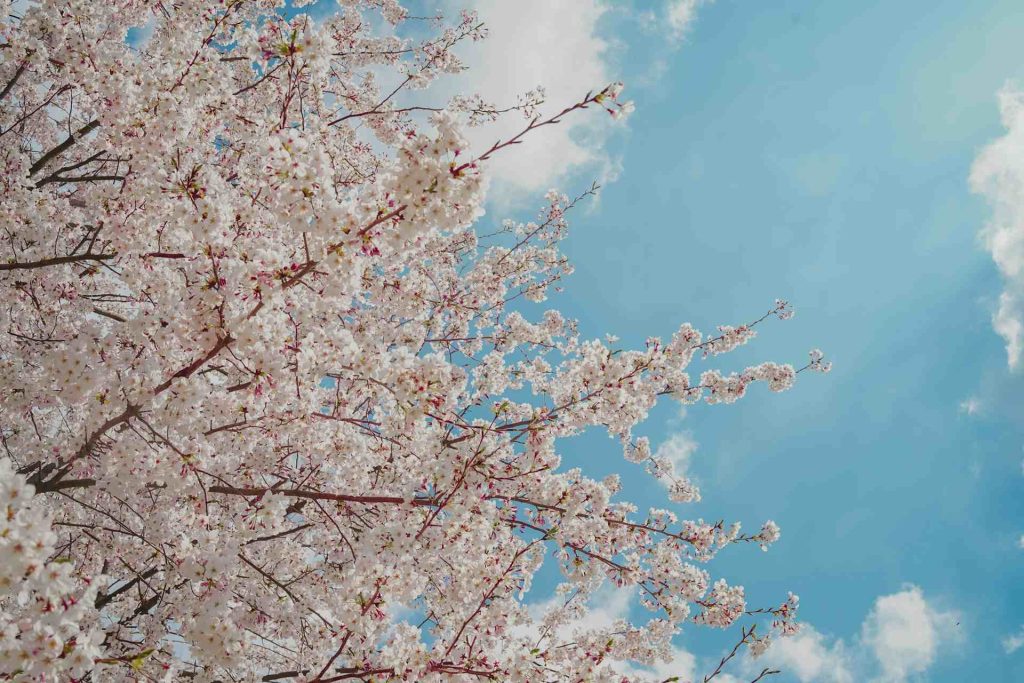 제주 봄 벚꽃 1024x683 1